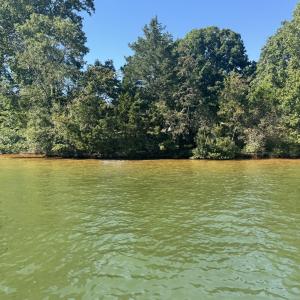 shoreline full pond