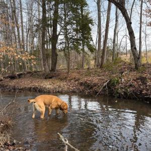 Photo #5 of  35.0 acres
