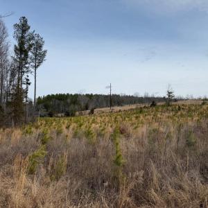 Photo #6 of  35.0 acres