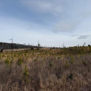 Photo #2 of  35.0 acres