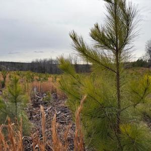 Photo #10 of  35.0 acres
