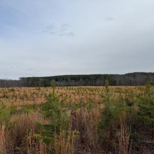 Photo #3 of  35.0 acres