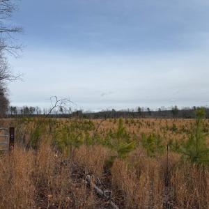 Photo #12 of  35.0 acres