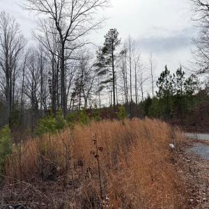 Photo #14 of  35.0 acres