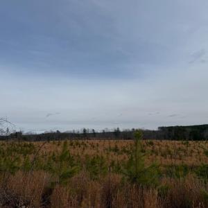 Photo #15 of  35.0 acres