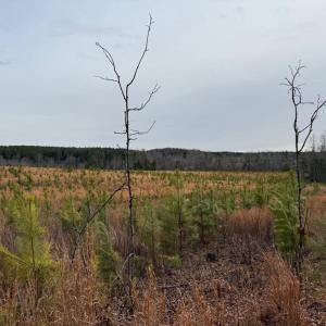 Photo #17 of  35.0 acres