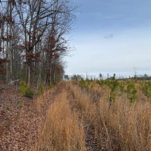 Photo #18 of  35.0 acres