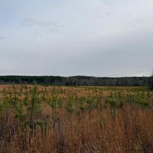Photo #20 of  35.0 acres