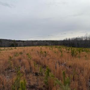 Photo #21 of  35.0 acres