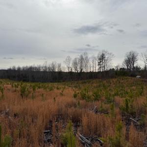 Photo #22 of  35.0 acres