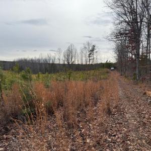 Photo #23 of  35.0 acres