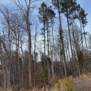 Photo #34 of  35.0 acres