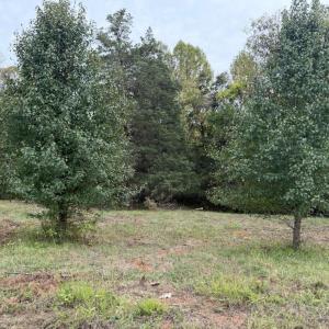 lot 5b