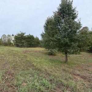 lot 5c