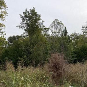 1b