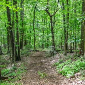 Photo #14 of COMPTONS RD, CASTLETON, VA 5.4 acres