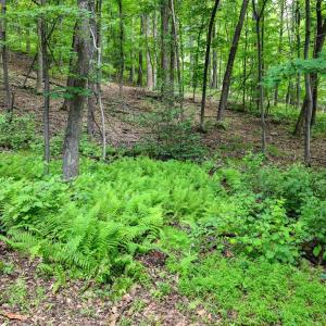 Photo #16 of COMPTONS RD, CASTLETON, VA 5.4 acres