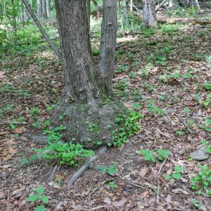 Photo #21 of COMPTONS RD, CASTLETON, VA 5.4 acres