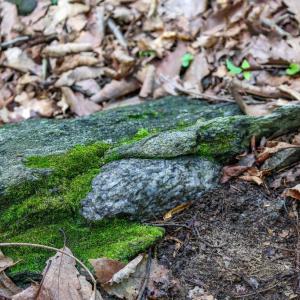 Photo #25 of COMPTONS RD, CASTLETON, VA 5.4 acres