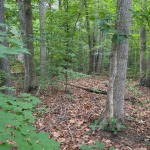 Photo #5 of 15413 DRUMMERS LN, ORANGE, VA 2.5 acres