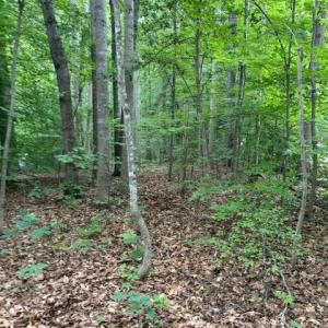 Photo #6 of 15413 DRUMMERS LN, ORANGE, VA 2.5 acres
