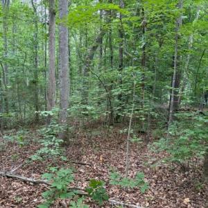Photo #7 of 15413 DRUMMERS LN, ORANGE, VA 2.5 acres