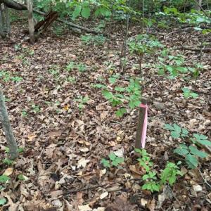 Photo #8 of 15413 DRUMMERS LN, ORANGE, VA 2.5 acres