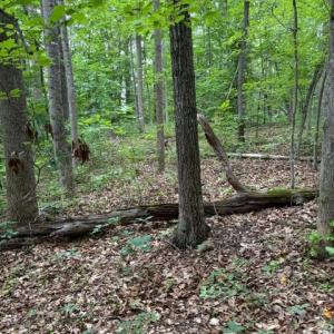 Photo #9 of 15413 DRUMMERS LN, ORANGE, VA 2.5 acres