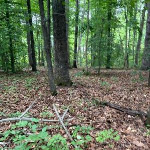 Photo #10 of 15413 DRUMMERS LN, ORANGE, VA 2.5 acres