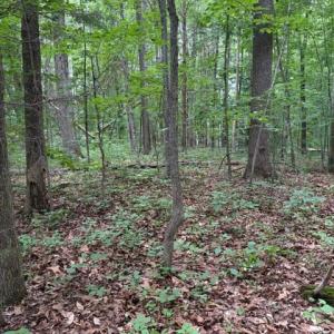 Photo #11 of 15413 DRUMMERS LN, ORANGE, VA 2.5 acres