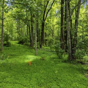 Photo #14 of COUNTRY CREEK LN, AMISSVILLE, VA 14.0 acres