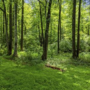 Photo #15 of COUNTRY CREEK LN, AMISSVILLE, VA 14.0 acres