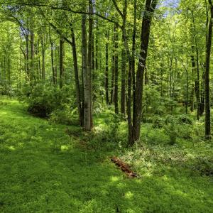 Photo #16 of COUNTRY CREEK LN, AMISSVILLE, VA 14.0 acres