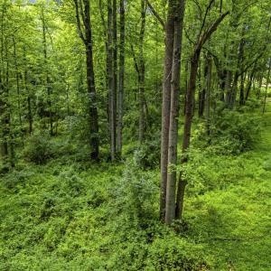 Photo #17 of COUNTRY CREEK LN, AMISSVILLE, VA 14.0 acres
