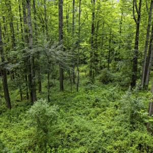 Photo #18 of COUNTRY CREEK LN, AMISSVILLE, VA 14.0 acres