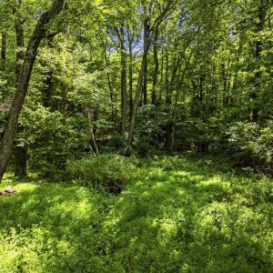 Photo #21 of COUNTRY CREEK LN, AMISSVILLE, VA 14.0 acres