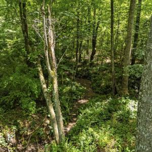 Photo #22 of COUNTRY CREEK LN, AMISSVILLE, VA 14.0 acres