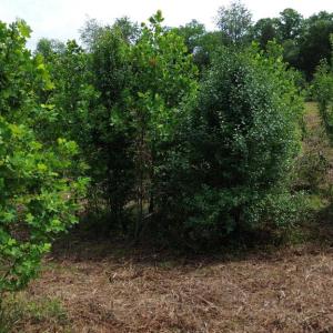 Photo #20 of 24375 CONSTITUTION HWY, UNIONVILLE, VA 2.3 acres