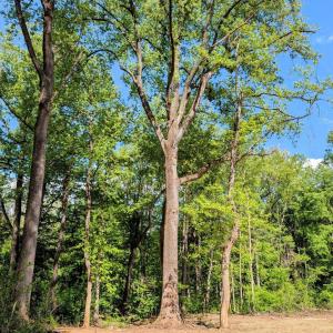 Photo #15 of 3964 HIDDEN VALLEY LN, MARSHALL, VA 5.0 acres