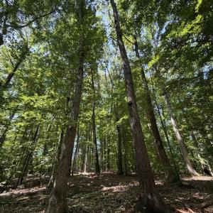 Photo #6 of PARRISH RD, LOUISA, VA 5.2 acres