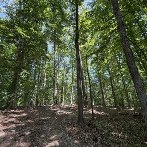 Photo #4 of PARRISH RD, LOUISA, VA 5.2 acres