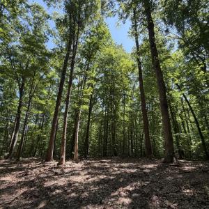 Photo #3 of PARRISH RD, LOUISA, VA 5.2 acres