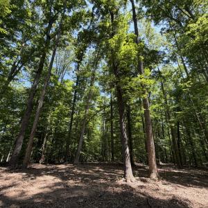 Photo #9 of PARRISH RD, LOUISA, VA 5.2 acres