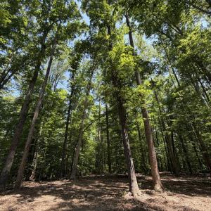 Photo #10 of PARRISH RD, LOUISA, VA 5.2 acres