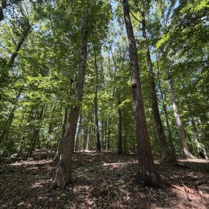 Photo #5 of PARRISH RD, LOUISA, VA 5.2 acres
