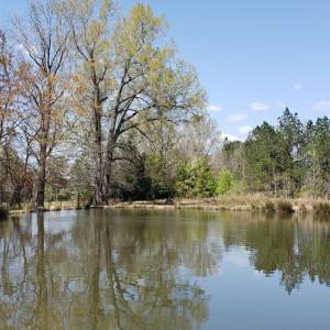 Photo #22 of 716 Augusta, Edgefield, SC 30.3 acres