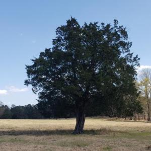 Photo #3 of 716 Augusta, Edgefield, SC 30.3 acres
