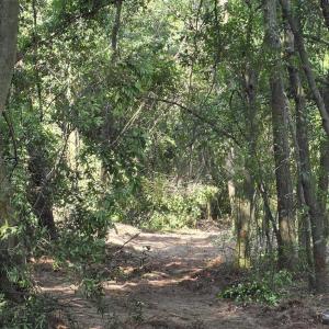 Photo #2 of 6 Acres Woodberry, North Augusta, SC