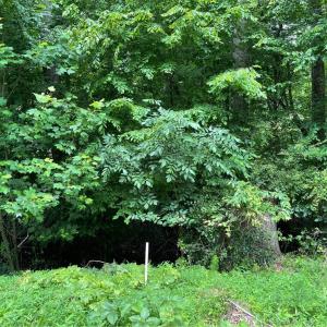 Photo #4 of Lot 1682 Point, Westminster, SC 0.3 acres