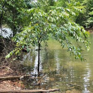 Photo #3 of Lot 1682 Point, Westminster, SC 0.3 acres